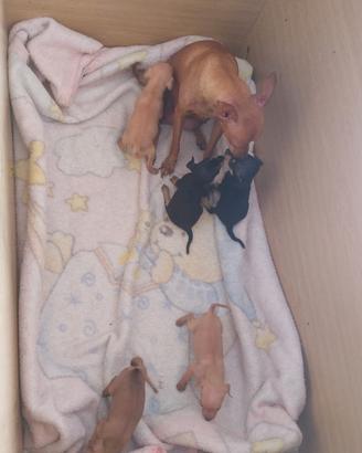 Cuccioli di pincher