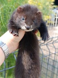 Furetti