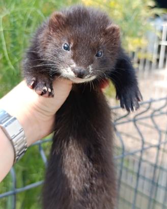 Furetti