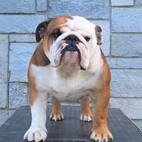 Bulldog inglese maschio per monta