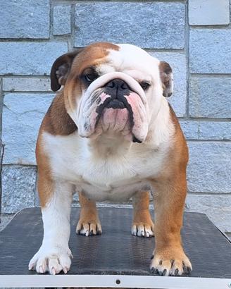 Bulldog inglese maschio per monta