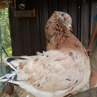 Piccioni Colombi king