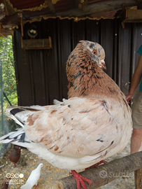 Piccioni Colombi king