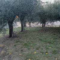 Piante di Ulivi