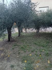 Piante di Ulivi
