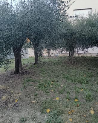 Piante di Ulivi