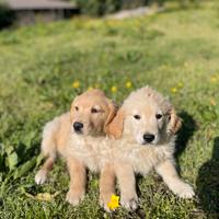 Cuccioli di golden retriver