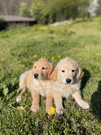 Cuccioli di golden retriver