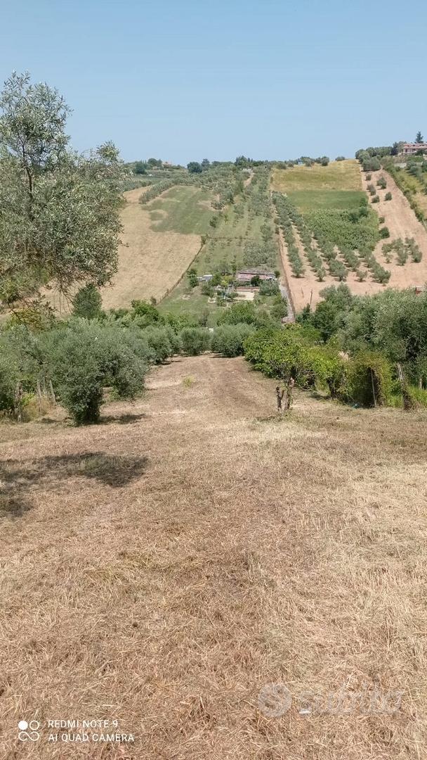Terreno con cubatura e 60 piante di ulivo - Vista 4