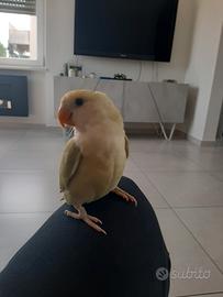 Inseparabile femmina due anni