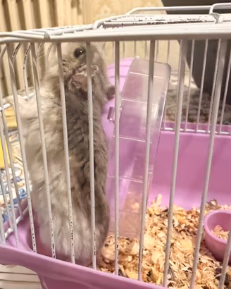 Criceto + Gabbia Completa + Accessori