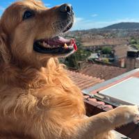 Golden retriver con pedigree