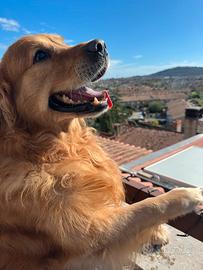 Golden retriver con pedigree