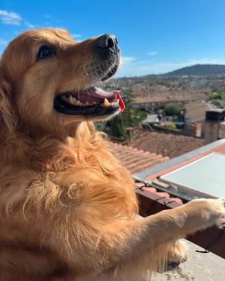 Golden retriver con pedigree