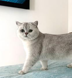 Accoppiamento British