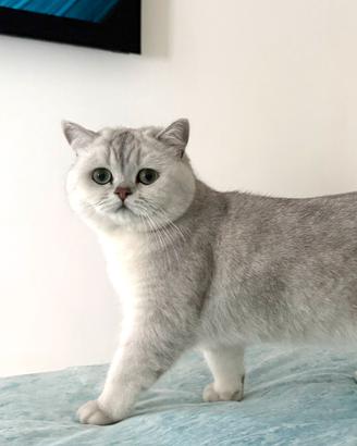 Accoppiamento British