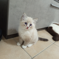 Cucciolo ragdoll