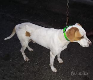 Segugio istriano maschio