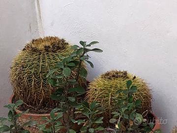 Piante