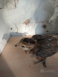 Pulcini razza bramha, marans, araucana