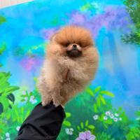 Spitz di Pomerania nano