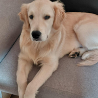 Cucciolone golden retriever con pedigree