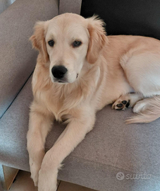 Cucciolone golden retriever con pedigree