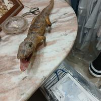 Coccodrillo
