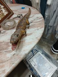 Coccodrillo