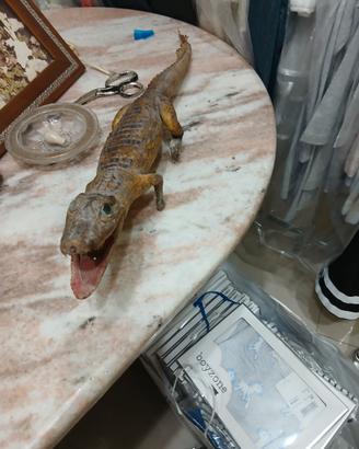 Coccodrillo