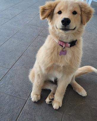Golden sammy femmina