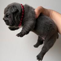 Bulldog francese big rope