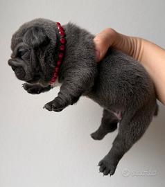 Bulldog francese big rope