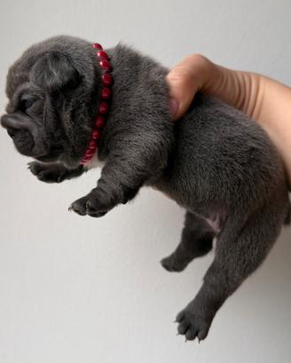 Bulldog francese big rope