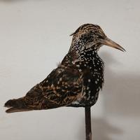 caccia storni e pavoncelle impagliate