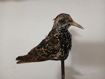 caccia storni e pavoncelle impagliate