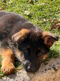Cuccioli di Pastore Tedesco