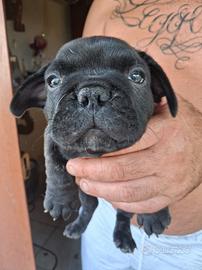 buldog francese 