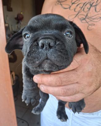 buldog francese 