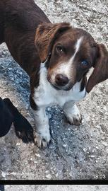 dispo cuccioli 5 mesi springer ,braccl