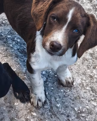 dispo cuccioli 5 mesi springer ,braccl