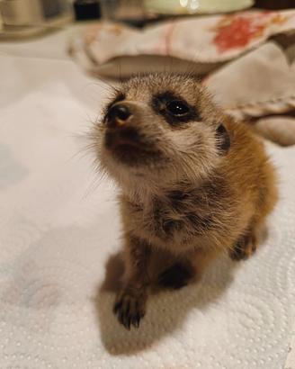 Cuccioli di suricato