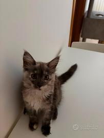 ? splendida cucciola maine coon femmina ?