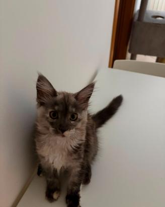 ? splendida cucciola maine coon femmina ?