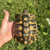 Tartarughe testudo hermanni maschi