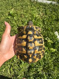 Tartarughe testudo hermanni maschi