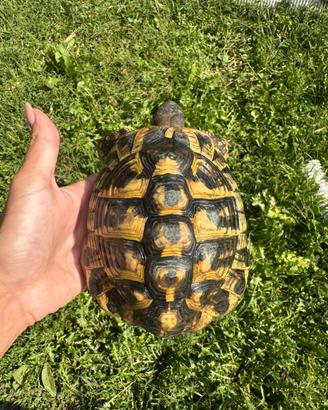 Tartarughe testudo hermanni maschi