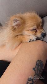 Spritz Pomerania Femmina