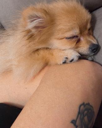 Spritz Pomerania Femmina