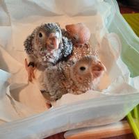 Pirrurha molinae allevati a mano